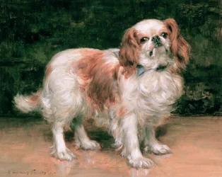 King Charles Spaniel, 1907